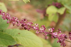 Phytolacca thyrsiflora