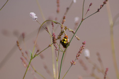 Xanthocampsomeris limosa
