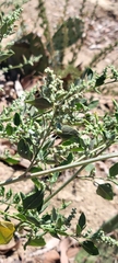 Chenopodium berlandieri