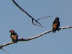 Cecropis abyssinica