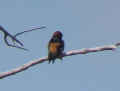 Cecropis abyssinica