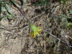 Crepis foetida