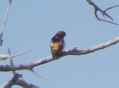 Cecropis abyssinica