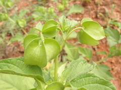 Nicandra physalodes