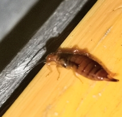 Apterygida albipennis