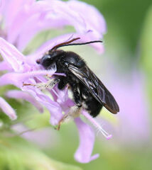 Melissodes bimaculatus