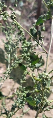 Chenopodium berlandieri