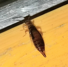 Apterygida albipennis