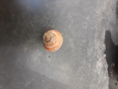 Cepaea hortensis