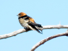 Cecropis abyssinica