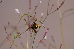 Xanthocampsomeris limosa