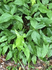 Syngonium podophyllum