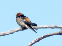 Cecropis abyssinica