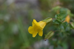 Erythranthe guttata