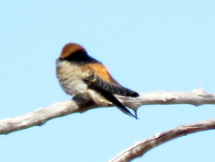 Cecropis abyssinica