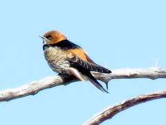 Cecropis abyssinica