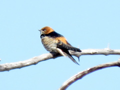 Cecropis abyssinica