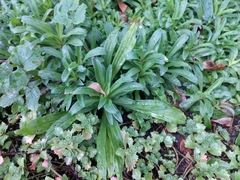 Leucanthemum maximum