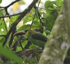 Aulacorhynchus prasinus