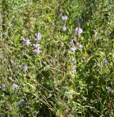 Physostegia virginiana