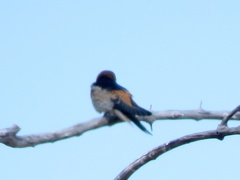 Cecropis abyssinica