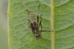 Corizus hyoscyami