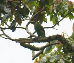 Aulacorhynchus prasinus