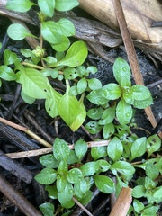 Ludwigia palustris