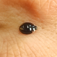 Cheilomenes propinqua