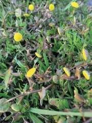 Cotula coronopifolia