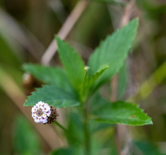 Phyla lanceolata