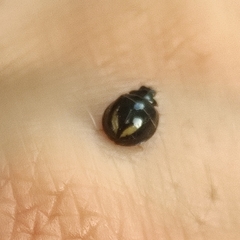 Cheilomenes propinqua