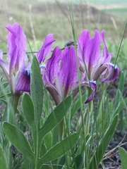 Iris pumila