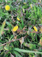 Cotula coronopifolia