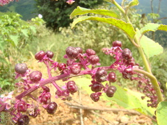 Phytolacca thyrsiflora