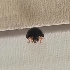 Cheilomenes propinqua