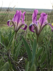 Iris pumila