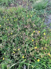 Cotula coronopifolia