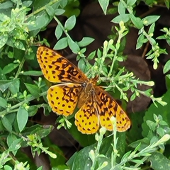 Boloria bellona