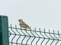 Emberiza cirlus