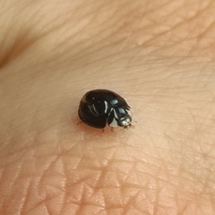 Cheilomenes propinqua