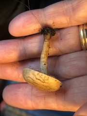 Agrocybe putaminum
