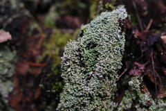 Cladonia pyxidata