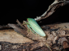 Gyponini