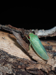 Gyponini