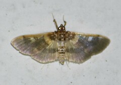 Apilocrocis brumalis