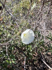 Calystegia subacaulis