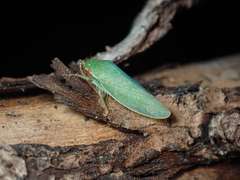 Gyponini