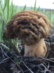 Morchella steppicola