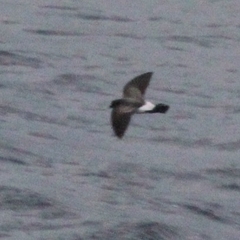 Fregetta grallaria